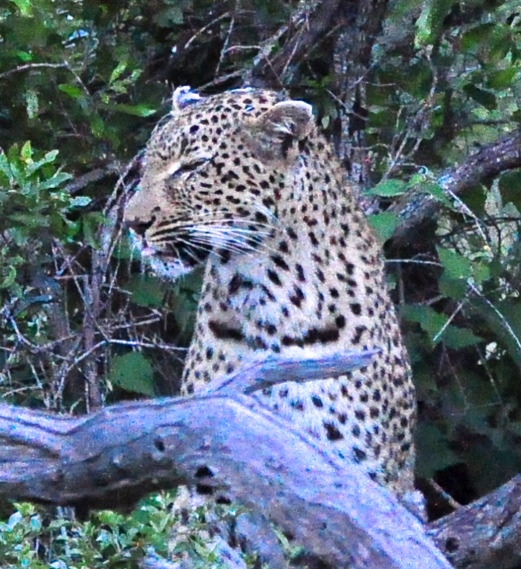 Melanie Heinrich - travel images - Lion Sands Private game reserver Hazyview